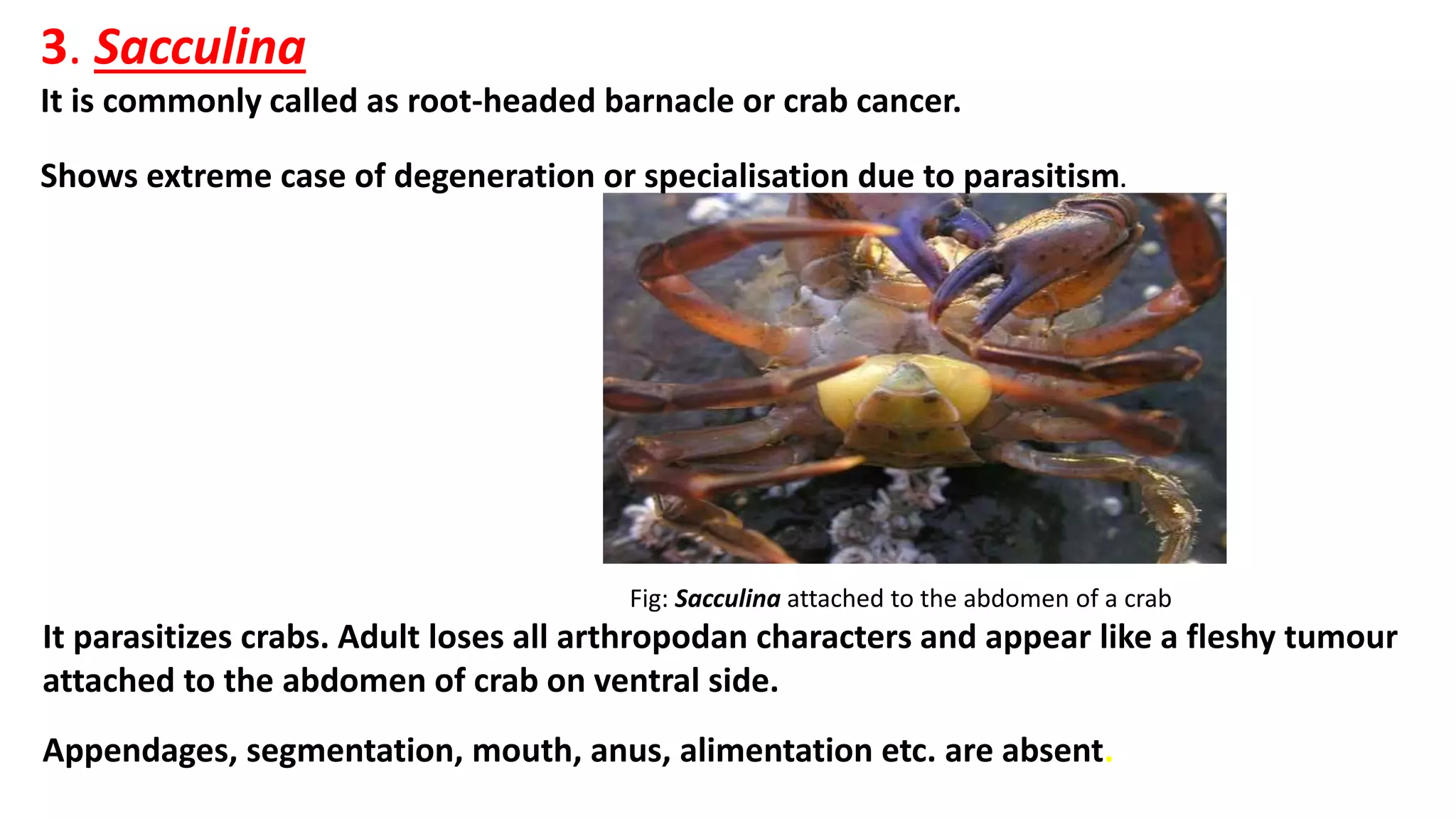 3. Sacculina
It is commonly called as root-headed barnacle or crab cancer.
Shows extreme case of degeneration or specialisation due to parasitism.
Fig: Sacculina attached to the abdomen of a crab
It parasitizes crabs. Adult loses all arthropodan characters and appear like a fleshy tumour
attached to the abdomen of crab on ventral side.
Appendages, segmentation, mouth, anus, alimentation etc. are absent.
 