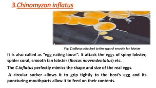 It is also called as “egg eating louse”. It attack the eggs of spiny lobster,
spider coral, smooth fan lobster (Ibacus novemdentatus) etc.
The C.inflatus perfectly mimics the shape and size of the real eggs.
A circular sucker allows it to grip tightly to the host’s egg and its
puncturing mouthparts allow it to feed on their contents.
Fig: C.inflatus attached to the eggs of smooth fan lobster
 
