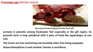 4.Lernaea spp (Anchor worm)
Lernaea is parasitic among freshwater fish especially in the gill region. Its
parasitic form is long cylindrical with 2 pairs of hook like appendages at one
end.
The larvae are free-swimming and resemble other free-living copepods.
Sexual dimorphism is well marked. Female is vermiform.
Fig: Leanae female hanging from their host’s gill
 