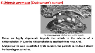 6.Liriopsis pygmaea (Crab cancer’s cancer)
Fig: Liriopsis pygmaea attached to an another parasite
These are highly degenerate isopods that attach to the externa of a
Rhizocephalan, in turn the Rhizocephalan is attached to its host, Crab.
And just as the crab is castrated by its parasite, the parasite is rendered sterile
by these hyper parasites.
 