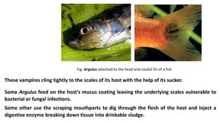 Fig: Argulus attached to the head and caudal fin of a fish
Some Argulus feed on the host’s mucus coating leaving the underlying scales vulnerable to
bacterial or fungal infections.
Some other use the scraping mouthparts to dig through the flesh of the host and inject a
digestive enzyme breaking down tissue into drinkable sludge.
These vampires cling tightly to the scales of its host with the help of its sucker.
 