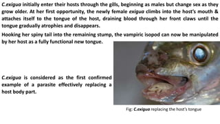 C.exigua initially enter their hosts through the gills, beginning as males but change sex as they
grow older. At her first opportunity, the newly female exigua climbs into the host’s mouth &
attaches itself to the tongue of the host, draining blood through her front claws until the
tongue gradually atrophies and disappears.
Hooking her spiny tail into the remaining stump, the vampiric isopod can now be manipulated
by her host as a fully functional new tongue.
C.exigua is considered as the first confirmed
example of a parasite effectively replacing a
host body part.
Fig: C.exigua replacing the host’s tongue
 