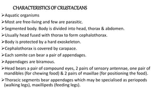 CHARACTERISTICS OF CRUSTACEANS
Aquatic organisms
Most are free-living and few are parasitic.
Segmented body. Body is divided into head, thorax & abdomen.
Usually head fused with thorax to form cephalothorax.
Body is protected by a hard exoskeleton.
Cephalothorax is covered by carapace.
Each somite can bear a pair of appendages.
Appendages are biramous.
Head bears a pair of compound eyes, 2 pairs of sensory antennae, one pair of
mandibles (for chewing food) & 2 pairs of maxillae (for positioning the food).
Thoracic segments bear appendages which may be specialised as periopods
(walking legs), maxillipeds (feeding legs).
 