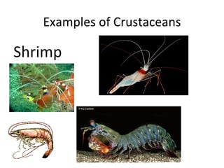 Crustacean powerpoint | PPT