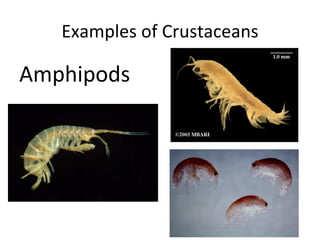 Examples of Crustaceans

Amphipods
 