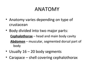 ANATOMY
• Anatomy varies depending on type of
  crustacean
• Body divided into two major parts:
  Cephalothorax – head and main body cavity
  Abdomen – muscular, segmented dorsal part of
    body
• Usually 16 – 20 body segments
• Carapace – shell covering cephalothorax
 
