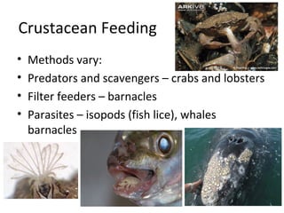 Crustacean Feeding
•   Methods vary:
•   Predators and scavengers – crabs and lobsters
•   Filter feeders – barnacles
•   Parasites – isopods (fish lice), whales
    barnacles
 