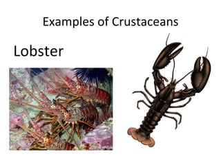 Examples of Crustaceans

Lobster
 