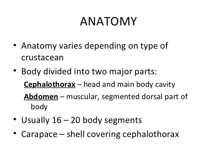 Crustacean powerpoint