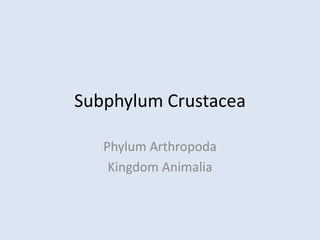 Subphylum Crustacea
Phylum Arthropoda
Kingdom Animalia
 