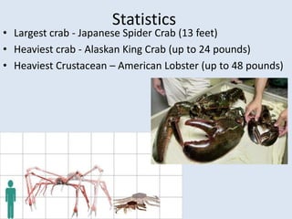 Statistics
• Largest crab - Japanese Spider Crab (13 feet)
• Heaviest crab - Alaskan King Crab (up to 24 pounds)
• Heaviest Crustacean – American Lobster (up to 48 pounds)