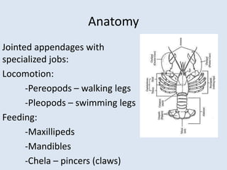 Anatomy
Jointed appendages with
specialized jobs:
Locomotion:
-Pereopods – walking legs
-Pleopods – swimming legs
Feeding:
-Maxillipeds
-Mandibles
-Chela – pincers (claws)