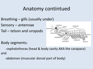 Anatomy contintued
Breathing – gills (usually under)
Sensory – antennae
Tail – telson and uropods
Body segments:
-cephalothorax (head & body cavity AKA the carapace)
and
-abdomen (muscular dorsal part of body)