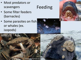 Feeding
• Most predators or
scavengers
• Some filter feeders
(barnacles)
• Some parasites on fish
or whales (ex.
isopods)