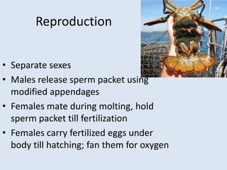 Reproduction
• Separate sexes
• Males release sperm packet using
modified appendages
• Females mate during molting, hold
sperm packet till fertilization
• Females carry fertilized eggs under
body till hatching; fan them for oxygen