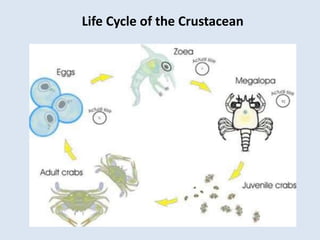 Life Cycle of the Crustacean
