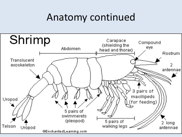 Crustacean Anatomy Anatomy Drawing Diagram Crustacean Anatomy Anatomy Drawing Diagram