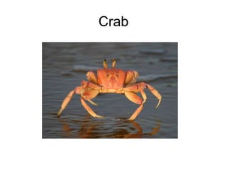 Crab
 