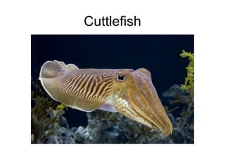 Cuttlefish
 