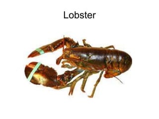Lobster
 