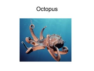 Octopus
 