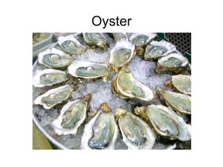 Oyster
 