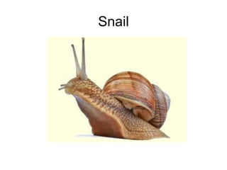 Snail
 