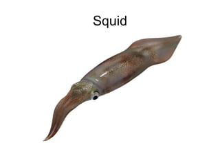 Squid
 