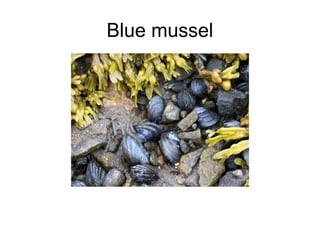Blue mussel
 