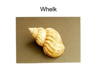 Whelk
 