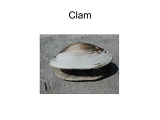 Clam
 