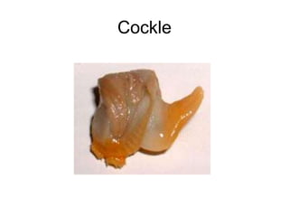 Cockle
 