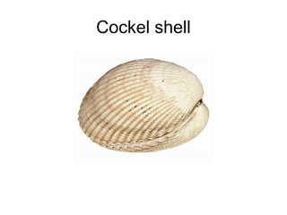 Cockel shell
 