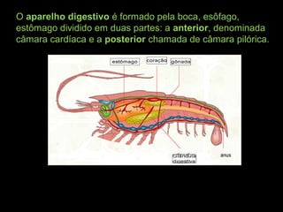 O aparelho digestivo é formado pela boca, esôfago,
estômago dividido em duas partes: a anterior, denominada
câmara cardíaca e a posterior chamada de câmara pilórica.
 