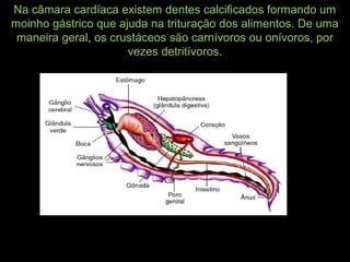 Na câmara cardíaca existem dentes calcificados formando um
moinho gástrico que ajuda na trituração dos alimentos. De uma
maneira geral, os crustáceos são carnívoros ou onívoros, por
vezes detritívoros.
 