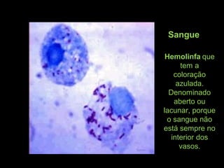 Sangue
Hemolinfa que
tem a
coloração
azulada.
Denominado
aberto ou
lacunar, porque
o sangue não
está sempre no
interior dos
vasos.
 