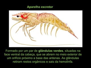 Aparelho excretor
Formado por um par de glândulas verdes, situadas na
face ventral da cabeça, que se abrem no meio exterior de
um orifício próximo a base das antenas. As glândulas
retiram restos orgânicos e sais da hemolinfa.
 