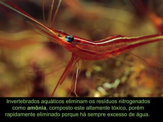 Invertebrados aquáticos eliminam os resíduos nitrogenados
como amônia, composto este altamente tóxico, porém
rapidamente eliminado porque há sempre excesso de água.
 