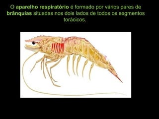 O aparelho respiratório é formado por vários pares de
brânquias situadas nos dois lados de todos os segmentos
torácicos.
 