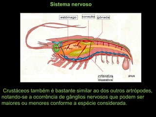 Sistema nervoso
Crustáceos também é bastante similar ao dos outros artrópodes,
notando-se a ocorrência de gânglios nervosos que podem ser
maiores ou menores conforme a espécie considerada.
 