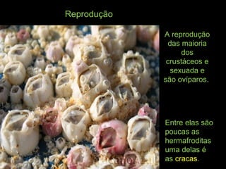 Reprodução
A reprodução
das maioria
dos
crustáceos e
sexuada e
são ovíparos.
Entre elas são
poucas as
hermafroditas
uma delas é
as cracas.
 