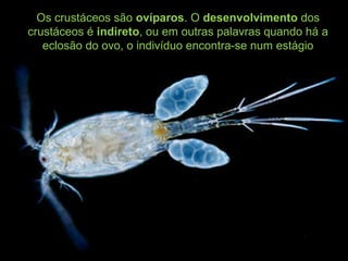 Os crustáceos são ovíparos. O desenvolvimento dos
crustáceos é indireto, ou em outras palavras quando há a
eclosão do ovo, o indivíduo encontra-se num estágio
 