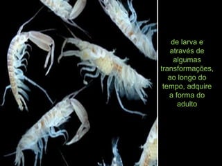 de larva e
através de
algumas
transformações,
ao longo do
tempo, adquire
a forma do
adulto
 