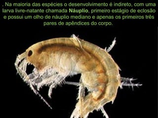 . Na maioria das espécies o desenvolvimento é indireto, com uma
larva livre-natante chamada Náuplio, primeiro estágio de eclosão
e possui um olho de náuplio mediano e apenas os primeiros três
pares de apêndices do corpo.
 