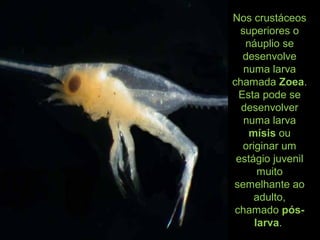 Nos crustáceos
superiores o
náuplio se
desenvolve
numa larva
chamada Zoea.
Esta pode se
desenvolver
numa larva
mísis ou
originar um
estágio juvenil
muito
semelhante ao
adulto,
chamado pós-
larva.
 