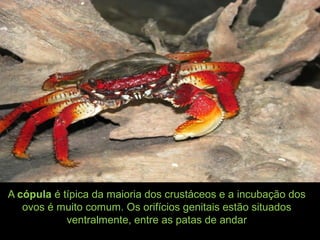 A cópula é típica da maioria dos crustáceos e a incubação dos
ovos é muito comum. Os orifícios genitais estão situados
ventralmente, entre as patas de andar
 
