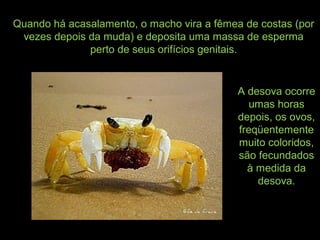 Quando há acasalamento, o macho vira a fêmea de costas (por
vezes depois da muda) e deposita uma massa de esperma
perto de seus orifícios genitais.
A desova ocorre
umas horas
depois, os ovos,
freqüentemente
muito coloridos,
são fecundados
à medida da
desova.
 