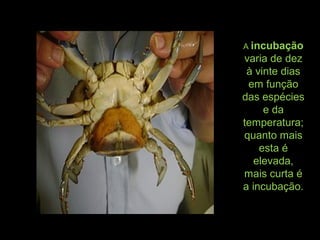 A incubação
varia de dez
à vinte dias
em função
das espécies
e da
temperatura;
quanto mais
esta é
elevada,
mais curta é
a incubação.
 
