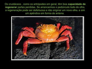 Os crustáceos , como os artrópodes em geral, têm boa capacidade de
regenerar partes perdidas. Se arrancarmos o pedúnculo todo do olho,
a regeneração pode ser defeituosa e não originar um novo olho, e sim
um apêndice em forma de antena.
 