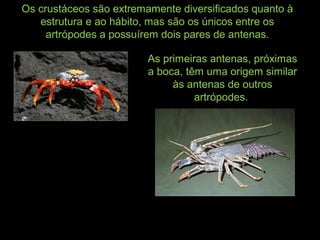 Os crustáceos são extremamente diversificados quanto à
estrutura e ao hábito, mas são os únicos entre os
artrópodes a possuírem dois pares de antenas.
As primeiras antenas, próximas
a boca, têm uma origem similar
às antenas de outros
artrópodes.
 